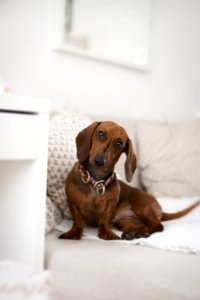 Dachshund On Bed