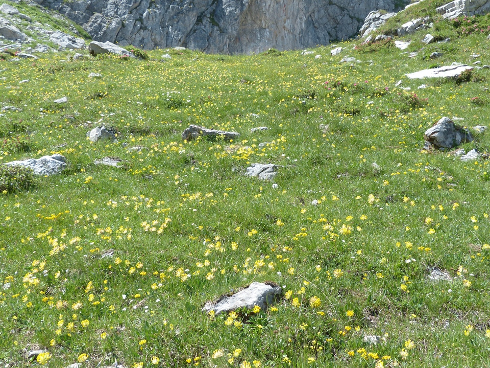 Alpine allgäu flowers