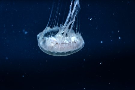 Underwater Photography Of Jellyfish photo