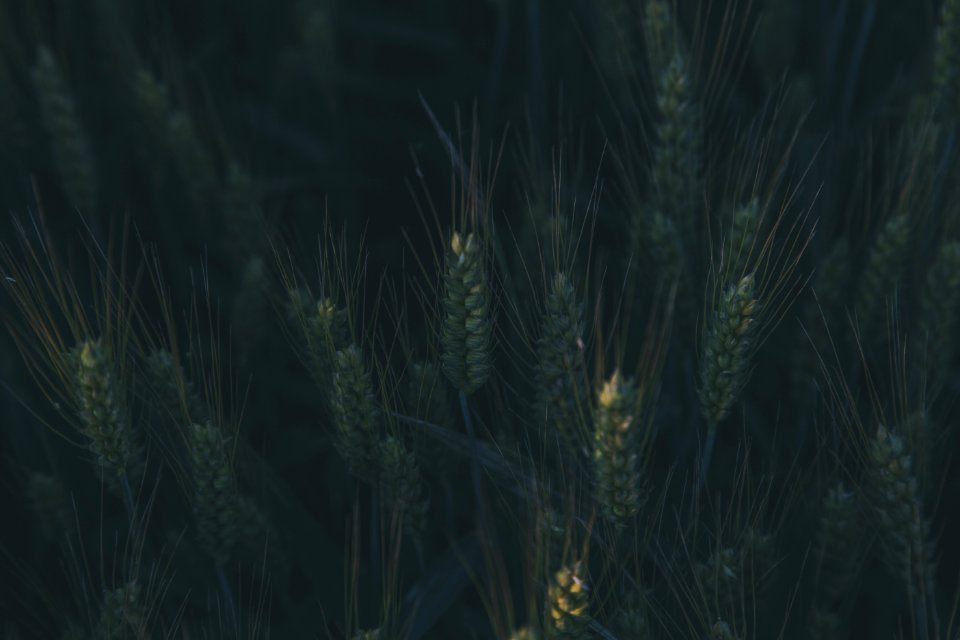 Green Plants At Daytime