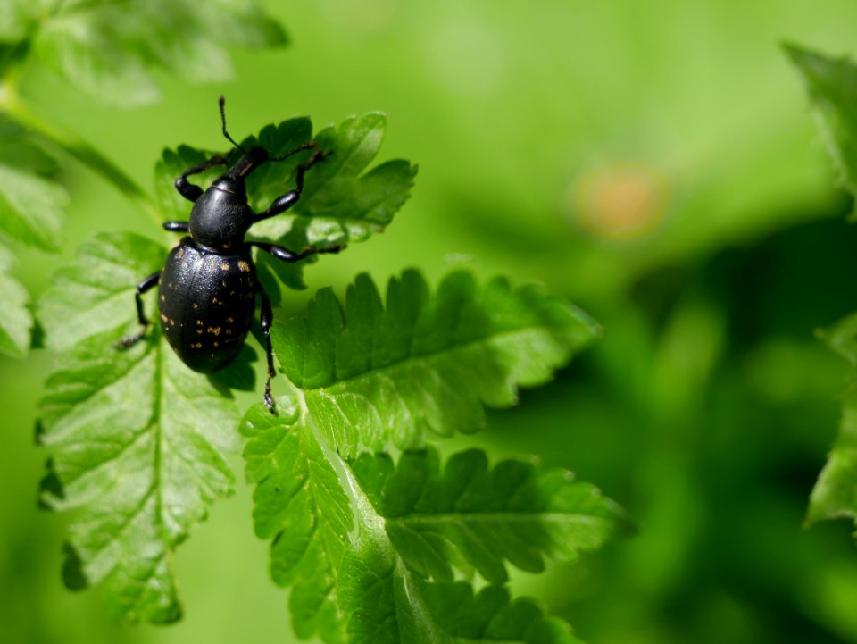 Black Weevil On Green Leaf