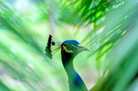 Close-up Photography Of Blue Peacock photo