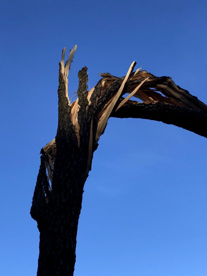 Sky Tree Woody Plant Wood