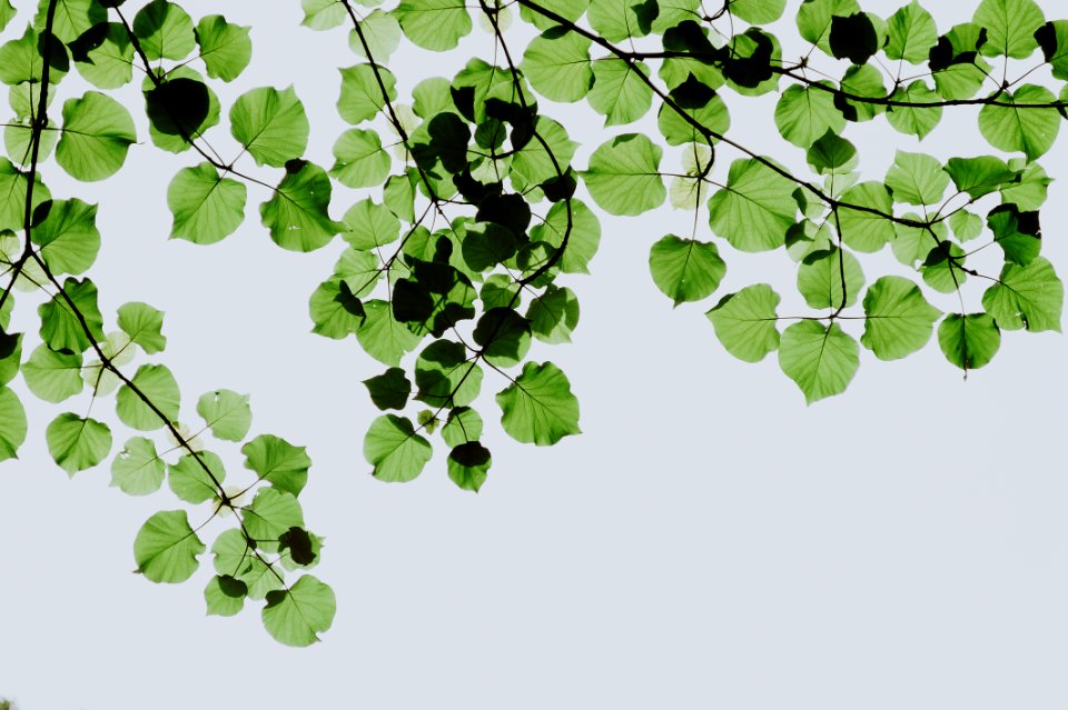 Shallow Focus Photography Of Green Leaves