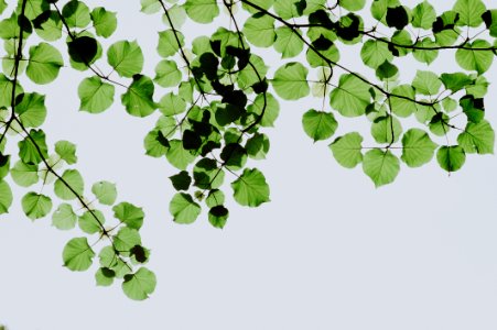 Shallow Focus Photography Of Green Leaves