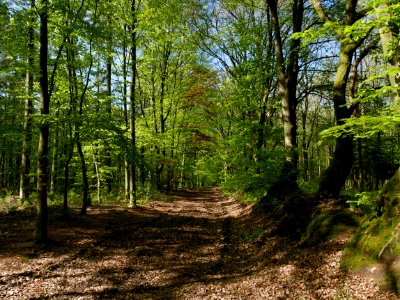 Woodland Ecosystem Nature Reserve Forest photo