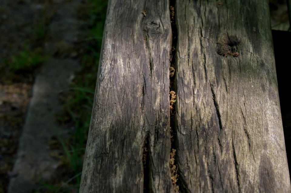 Tree Wood Trunk Grass