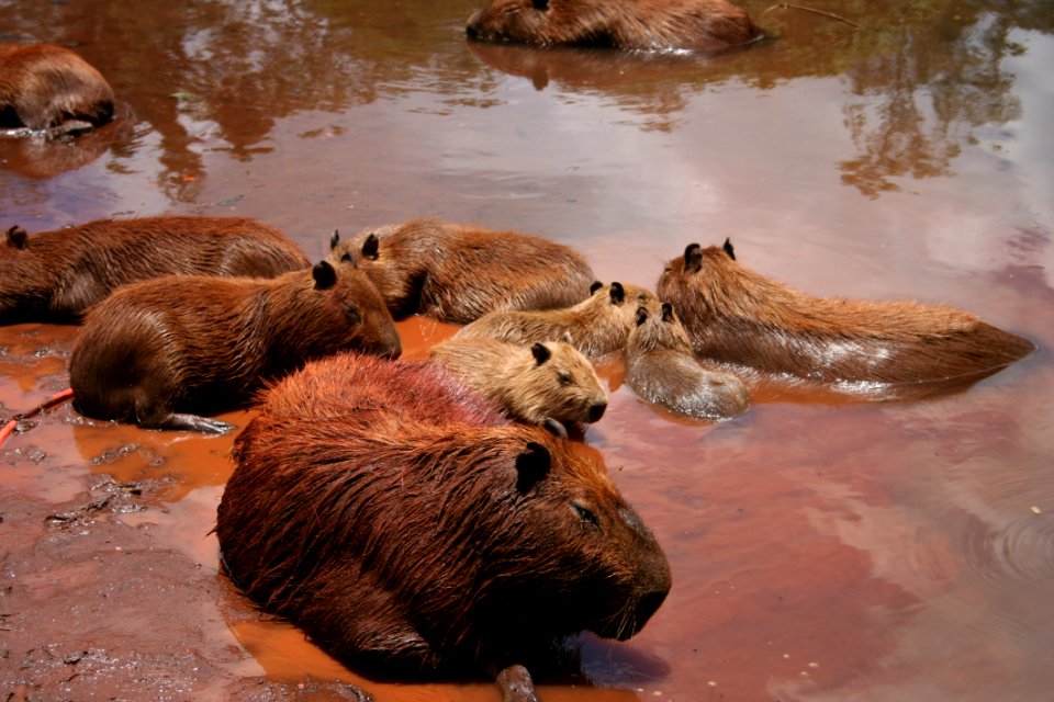 Beaver Capybara Fauna Mammal