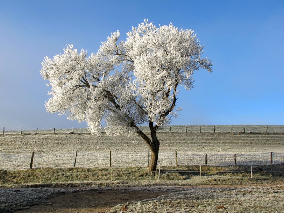 Tree Sky Frost Winter