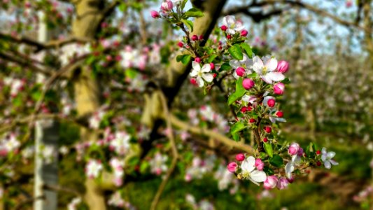Flower Plant Spring Blossom