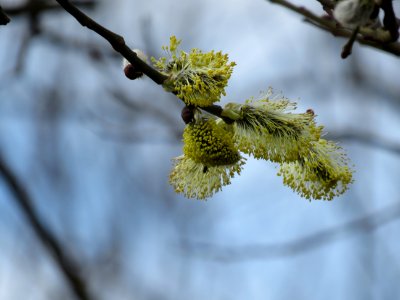 Branch Flora Twig Tree photo