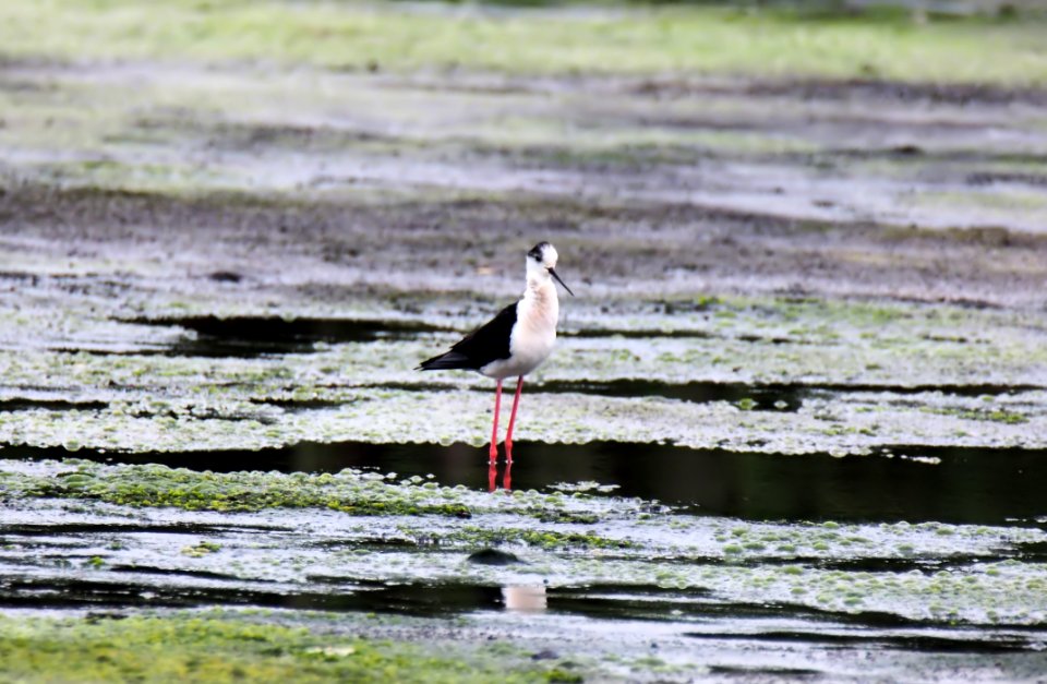 Bird Fauna Ecosystem Shorebird