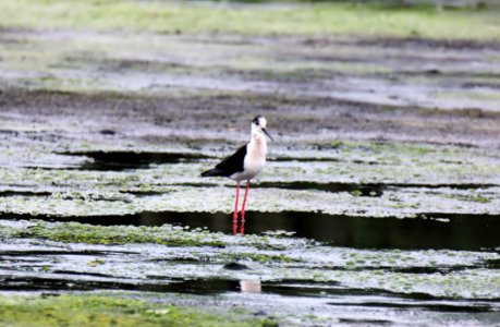 Bird Fauna Ecosystem Shorebird