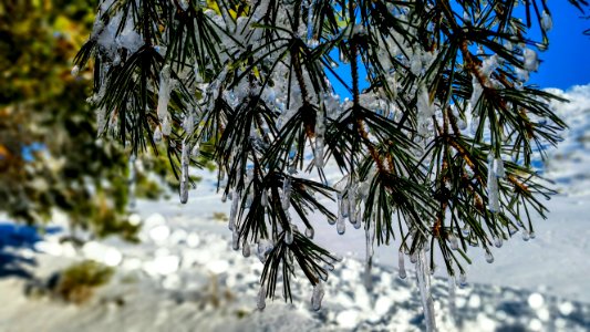 Winter Tree Snow Branch photo