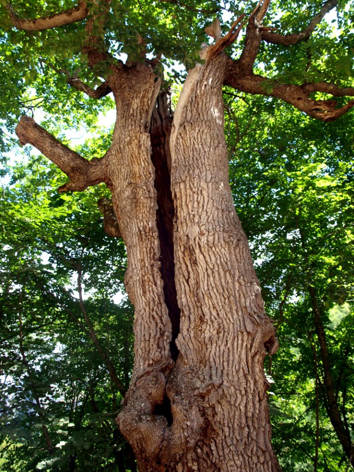 Tree Woody Plant Branch Woodland