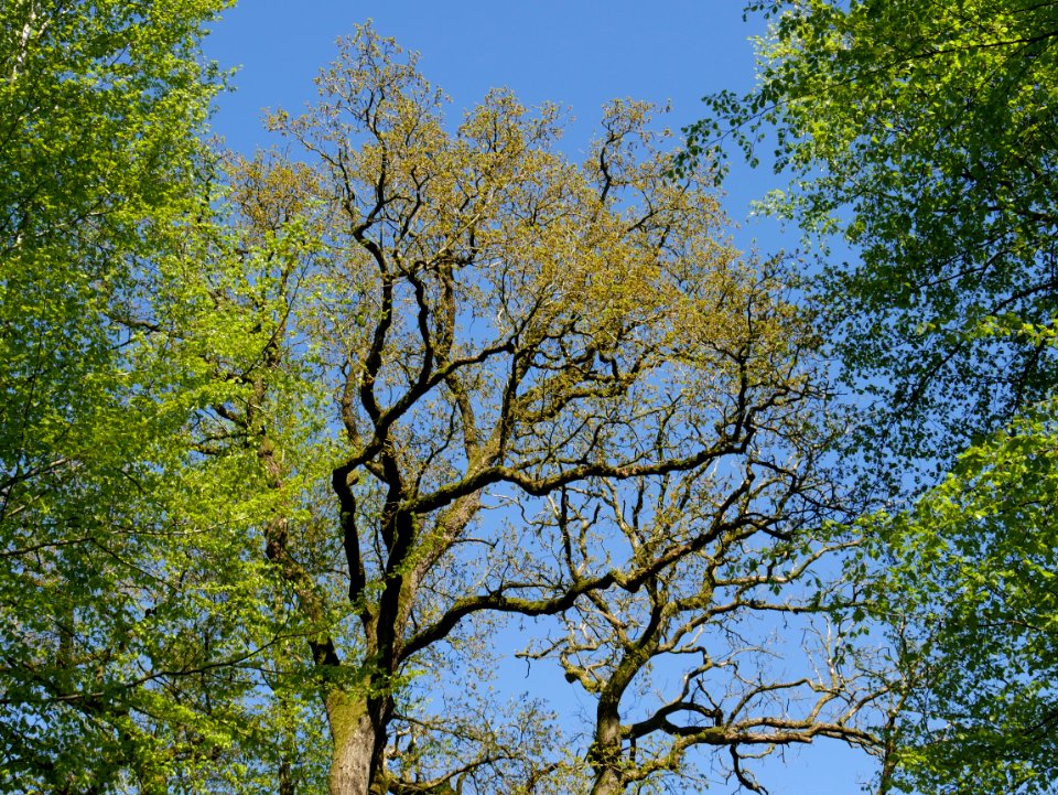 Tree Sky Branch Nature