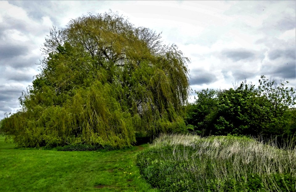 Tree Vegetation Ecosystem Nature Reserve