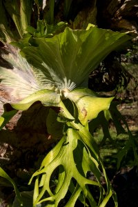 Plant Leaf Flower Flora