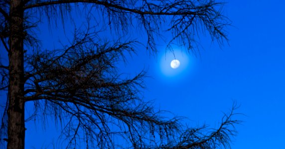 Sky Branch Tree Moon photo
