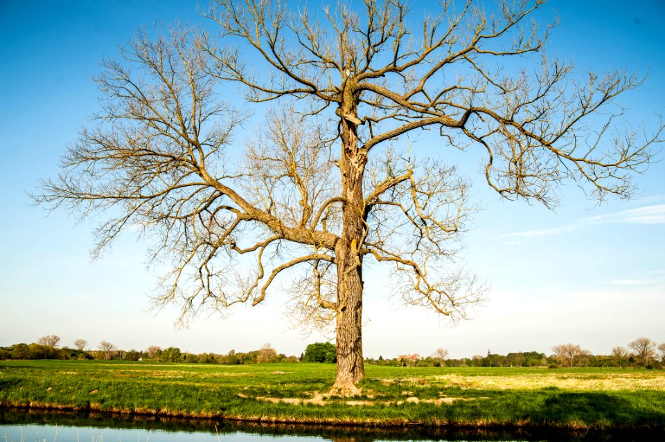Tree Sky Woody Plant Nature