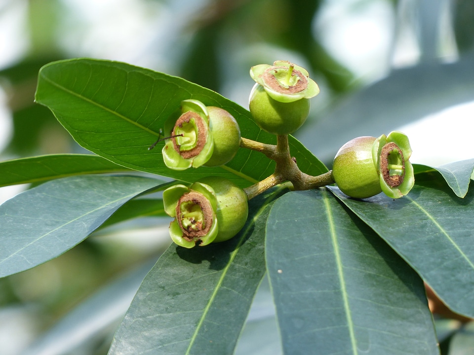 Leaves green syzygium jambos
