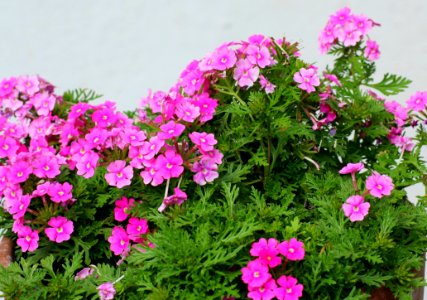Flower Plant Flowering Plant Verbena