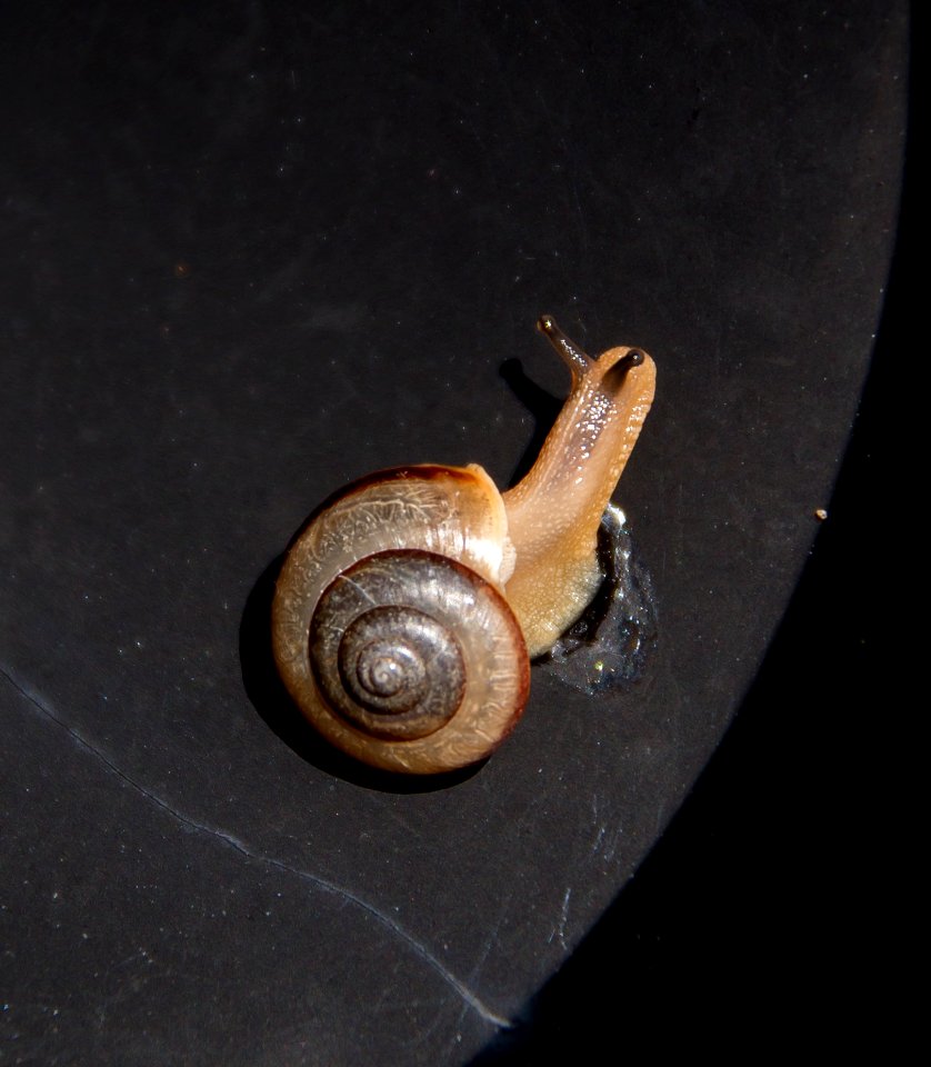 Snails And Slugs Snail Molluscs Invertebrate