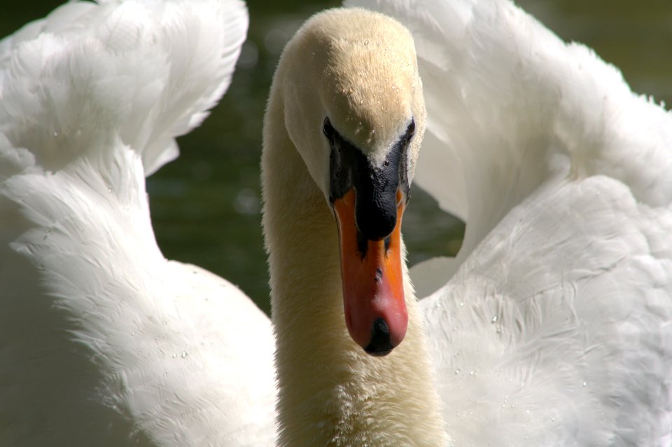 Swan Beak Bird Water Bird