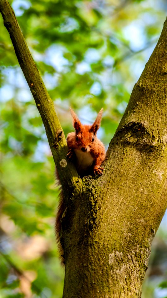 Branch Mammal Squirrel Fauna photo