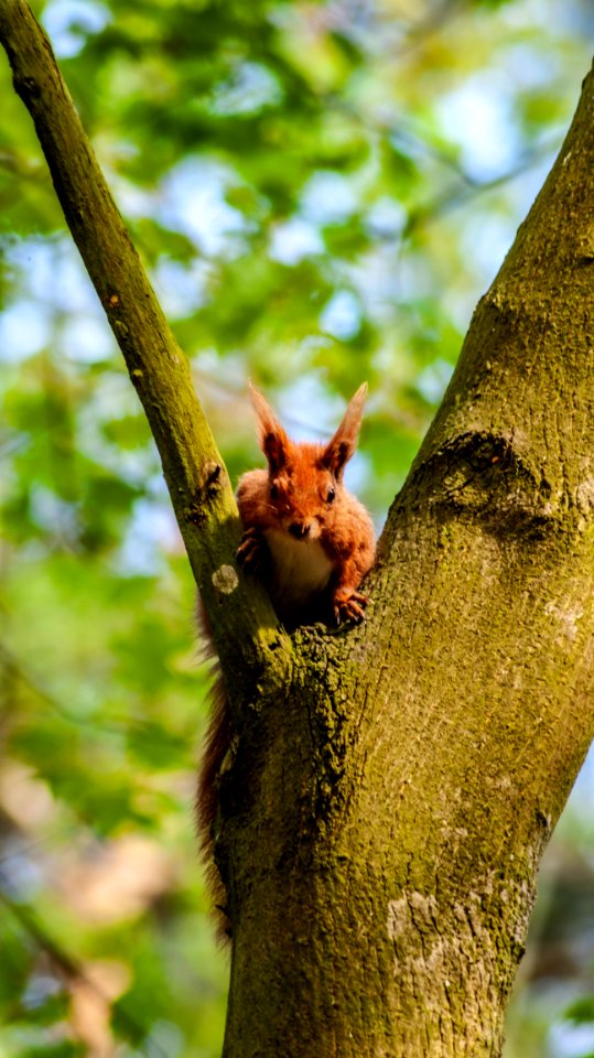 Branch Mammal Squirrel Fauna