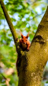 Branch Mammal Squirrel Fauna photo