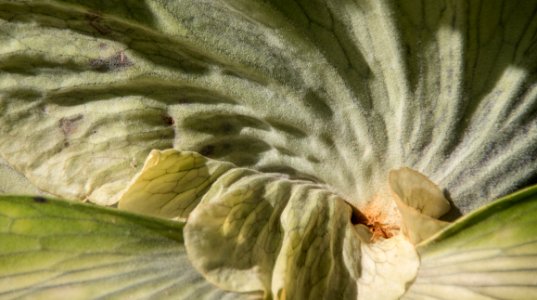 Close Up Leaf Plant Flower