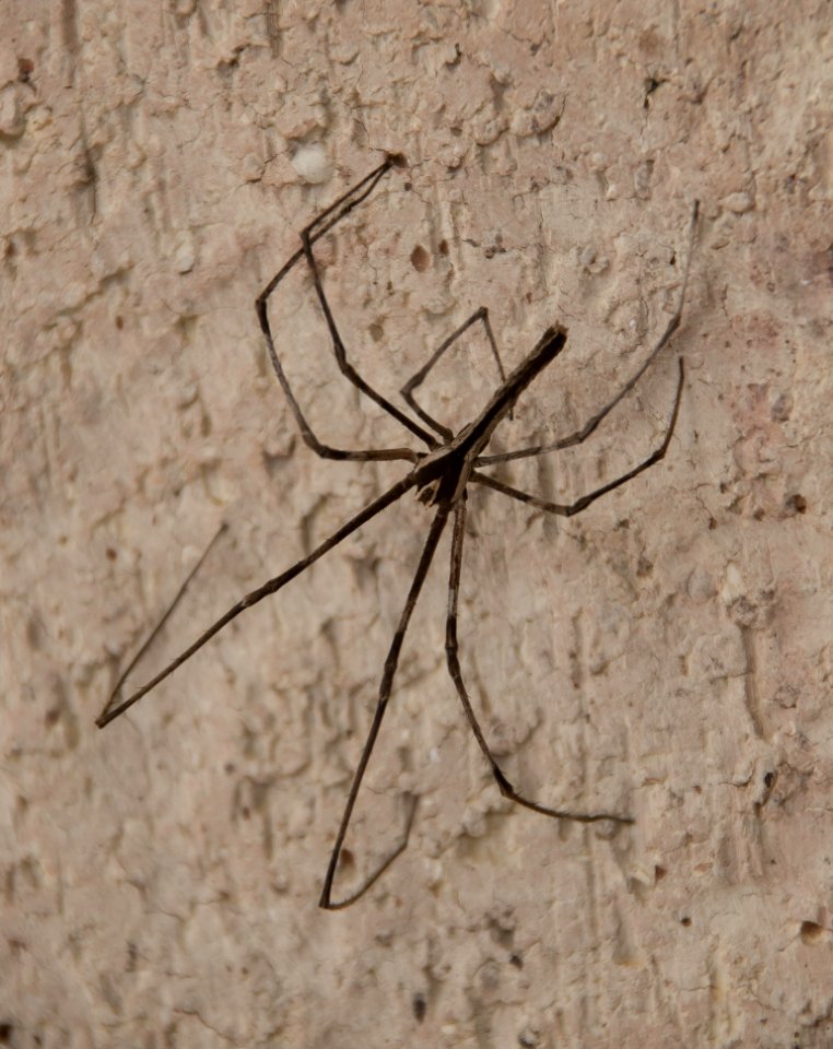 Arachnid Spider Invertebrate Fauna