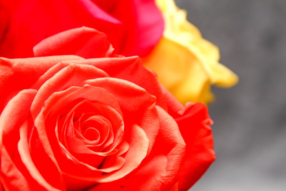 Flower Rose Red Rose Family