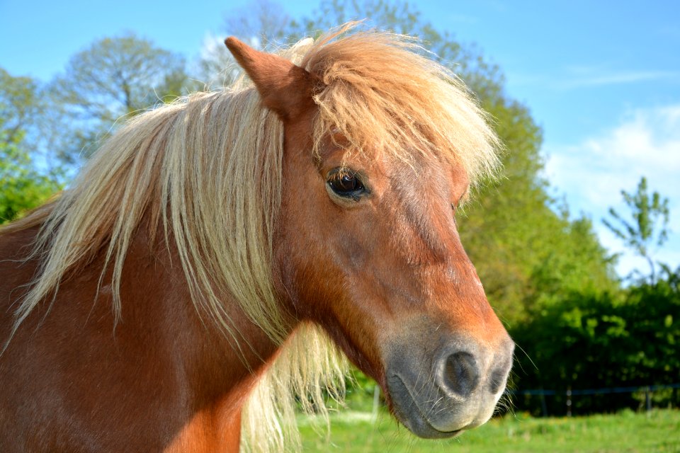 Horse Mane Bridle Pasture