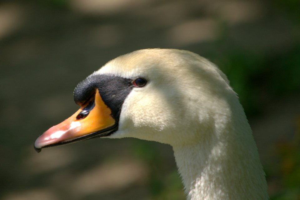 Bird Beak Fauna Water Bird