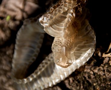 Fauna Reptile Scaled Reptile Organism