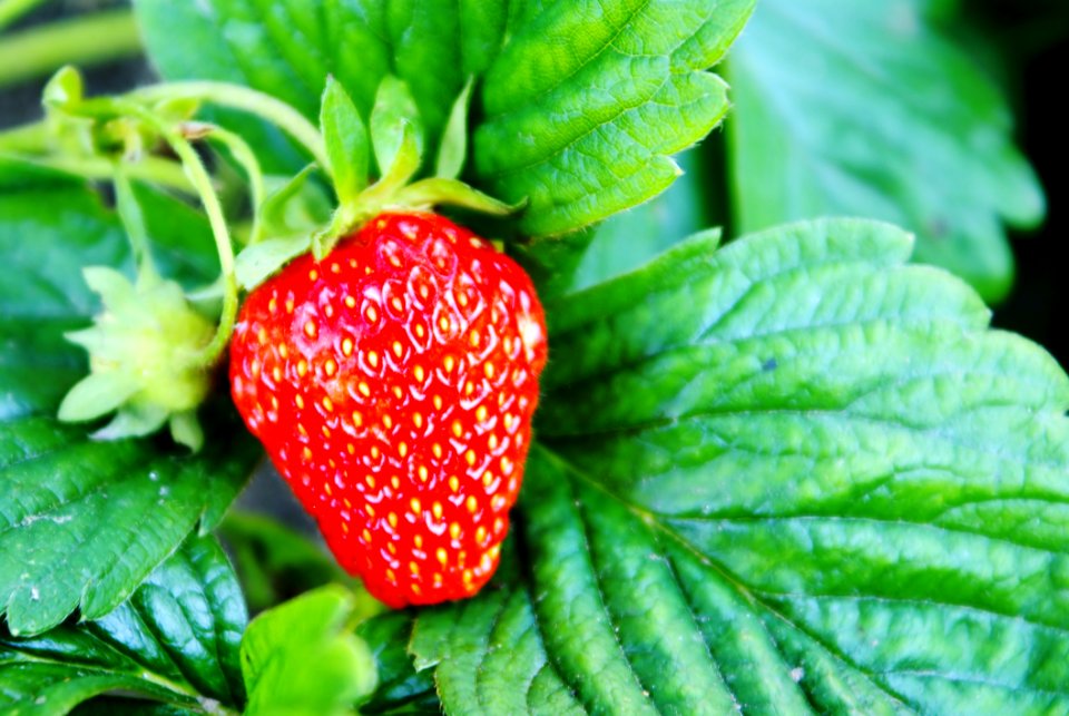 Strawberry Natural Foods Strawberries Fruit