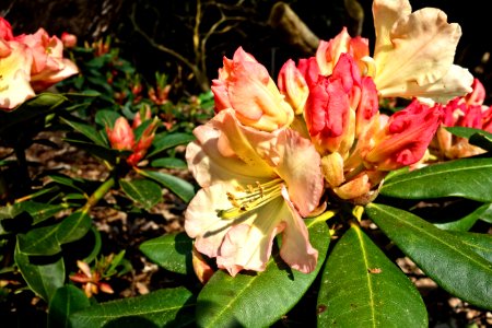 Plant Flower Flowering Plant Flora