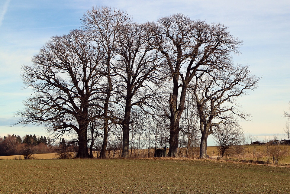 Grove of trees group field