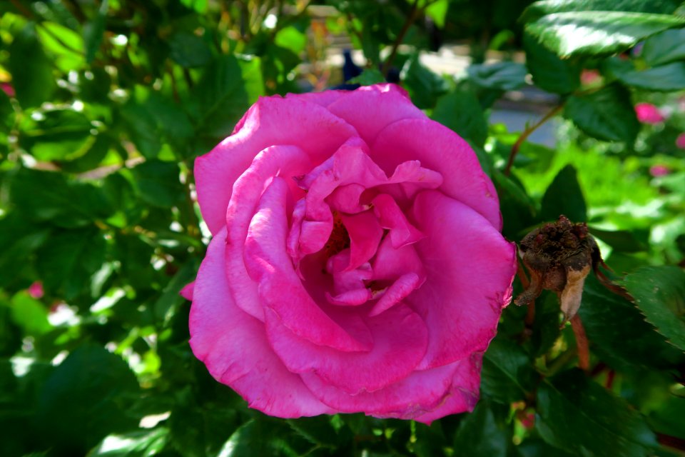Rose Flower Rose Family Pink