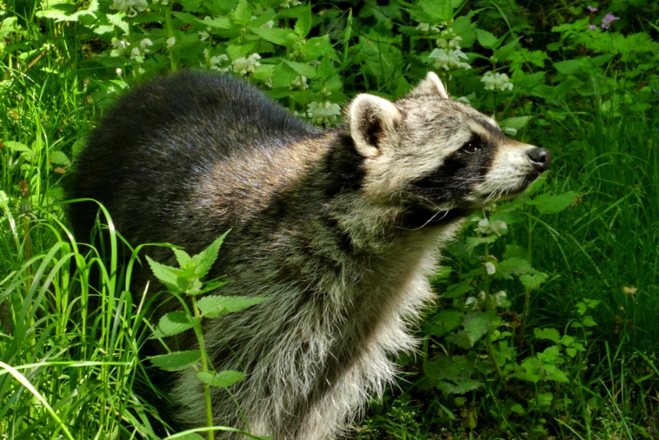 Raccoon Procyonidae Fauna Mammal