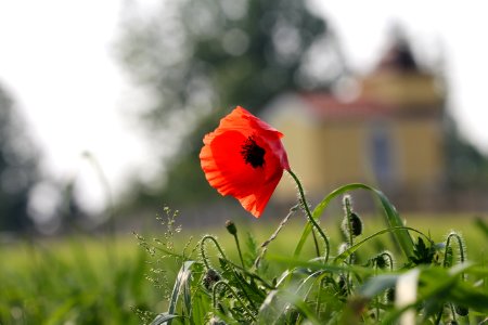 Flower Poppy Flowering Plant Wildflower