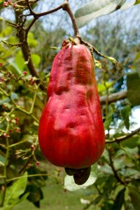 Flora Fruit Syzygium Samarangense Fruit Tree