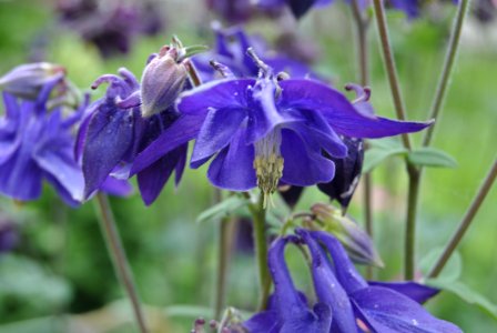 Flower Plant Flora Bellflower Family