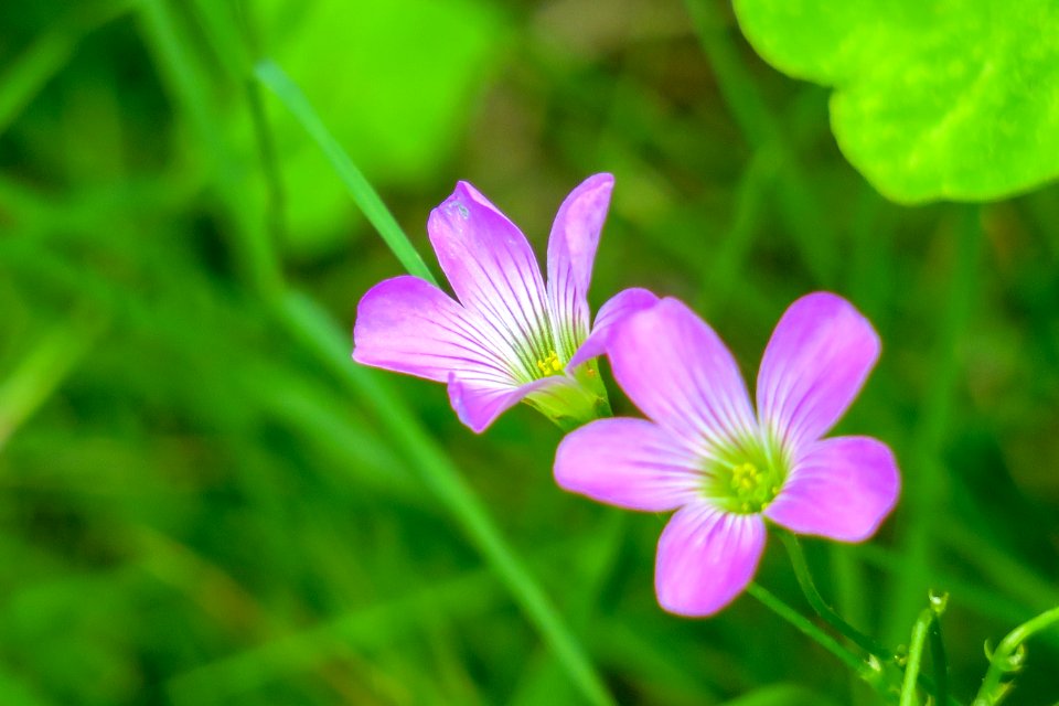 Flower Flora Plant Wildflower