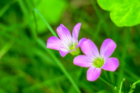Flower Flora Plant Wildflower
