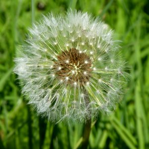 Dandelion Flower Flora Plant