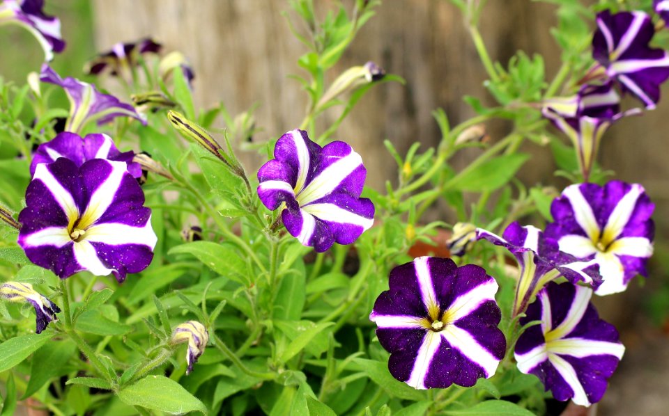 Flower Plant Flora Purple
