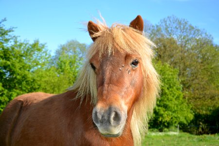 Horse Mane Horse Like Mammal Fauna photo